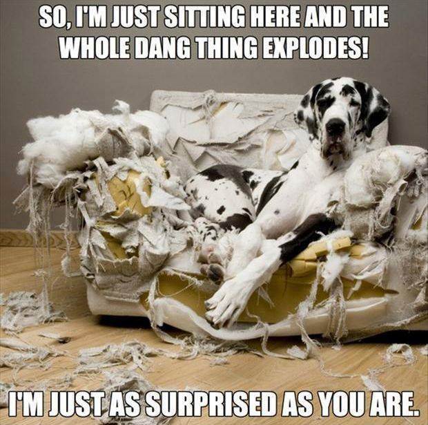 Funny-guilty-dog
