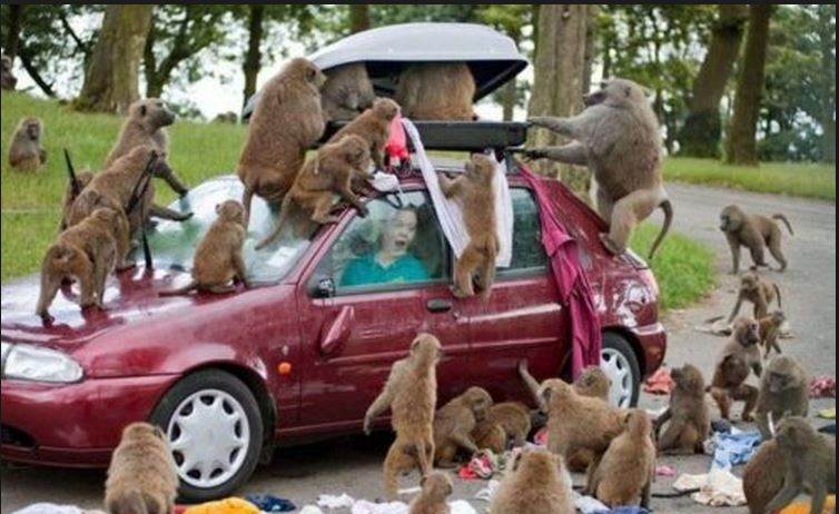 those fricken monkeys