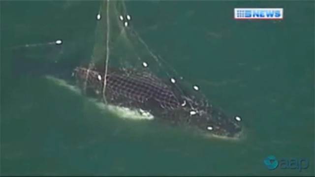 Whale-caught-in-shark-net-001
