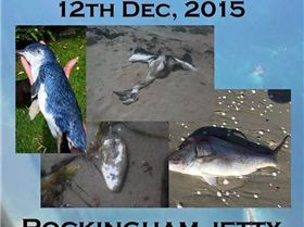 12341135 10153932471800730 1028465208028091642 n