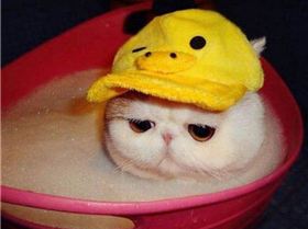 sad-bath-cat-700x597