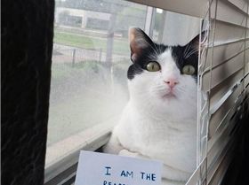 cat-shaming-22  605