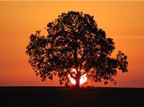 sunset tree s