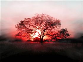 ws Sunset tree 1024x768