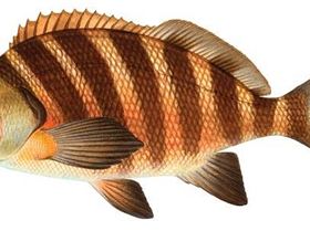 Banded-Morwhong-Cheilodactylus-spectabilis