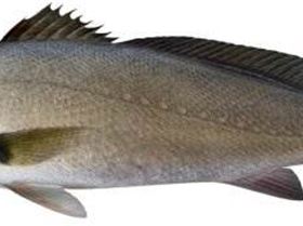mulloway