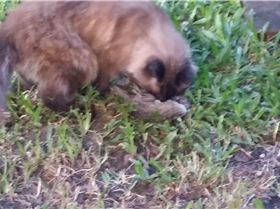 bloody bird killer cat