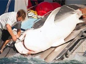 home-tiger-shark-killed-01-IMG 0626-590x250