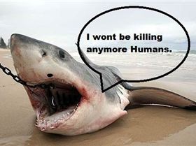 bebb2e 12544184598623a4e9e2cb1ab3a5cc95