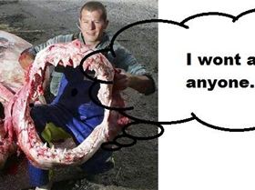 shark wideweb  430x319,1