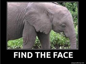 Find-The-Face-In-Elephant-Optical-Illusion-Picture