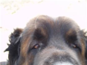 Bellman. Our Leonberger