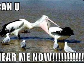 bird-funny-animal-humor-19945196-780-520