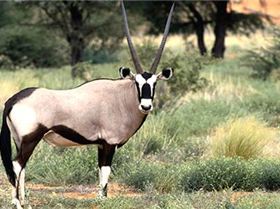 gemsbok