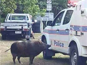 16832286 10155099991704407 4605553984145866773 n