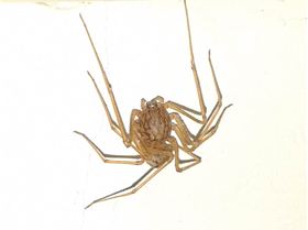 strange spider