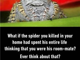 what-if-the-spider-you-killed-in-your-home-had-3706817