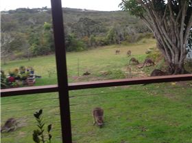 frequent visitors- good lawn mowers