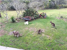 frequent visitors- good lawn mowers