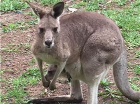 frequent visitors- good lawn mowers