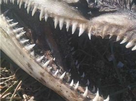 FB IMG 1492314108608