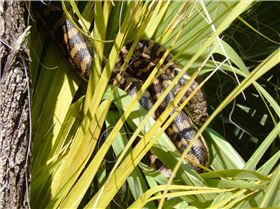 Carpet Python in a Pandanus
