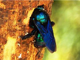 Blue Carpenter Bee