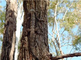 Hiding in plain sight