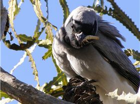 Cuckoo shrike with grasshopper