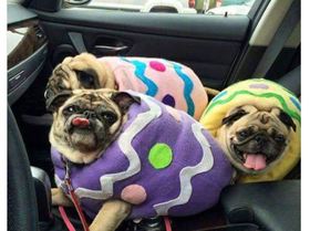 screen-shot-2017-08-21-at-1-53-44-pm