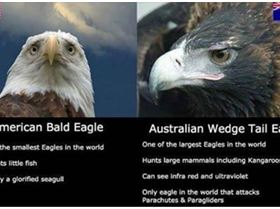 eagles
