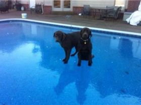 positive-and-funny-swimming-pool-dogs-ice-595x425