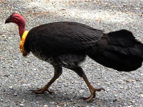 Brush Turkey 1