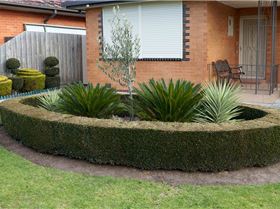 Round-Box-Hedge-with-Yuccas-Cycads-and-Olive