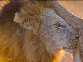 Screen Shot 2018-04-02 at 09.54.11