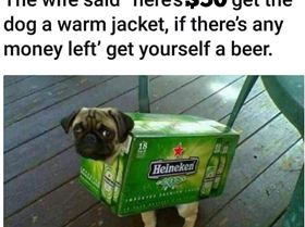 Dog jacket