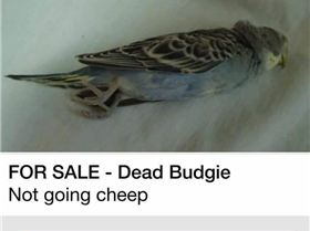 FB IMG 1535507671050