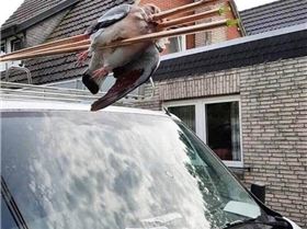 43335387 153468402267038 3281802627045654528 n