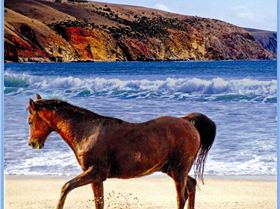 Knights - Choose your steed