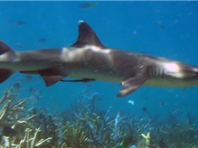 Reef Shark
