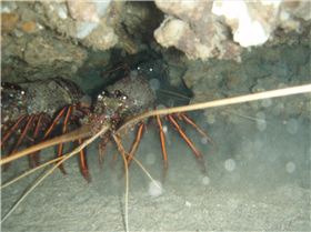 western rock lobster