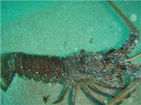 western rock lobster