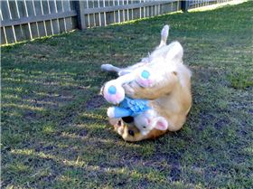 Savageing the poor easter Bunny