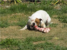 Daisy-Mae, our staffy enjoying morning tea
