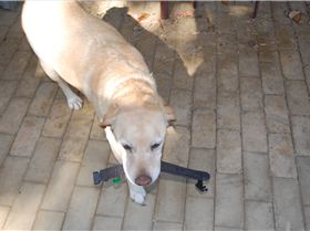 our two dogs, penny(lab) and ali(boxer)