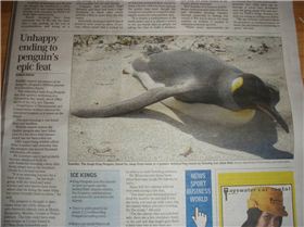 King Penguin far from home