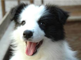 Family dog Roxy at 9 weeks of age