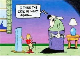 i-think-the-cats-in-heat-again-4501909