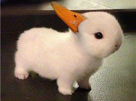 46185130 2082192762111274 3884832798661410816 n