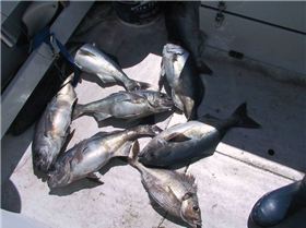 just something to do in tassie